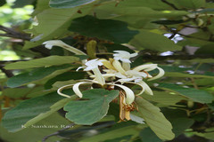Pterospermum acerifolium